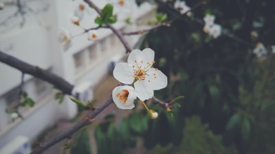 白色有花瓣的花白天
